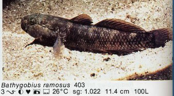 Bathygobius ramosus